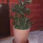 Filioli Apartamento *