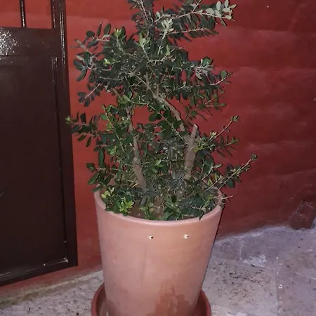 Filioli Апартаменти *