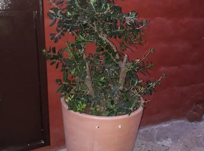 Filioli Apartamento *